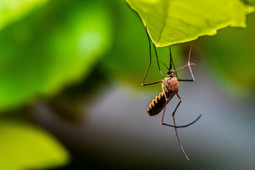 L'OMS lancia l'allarme sul virus dengue: non siamo ancora in una fase critica ma è certamente da monitorare in Europa e in Italia.